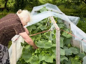 Miért levelek sárgulnak a uborka, és mit kell csinálni