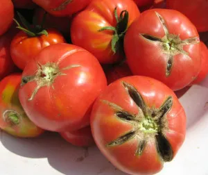 Защо се справи доматите, любима лятна резиденция, овощна градина и градината
