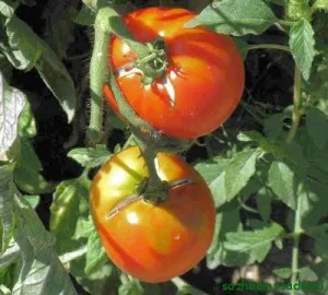 Защо се справи доматите, любима лятна резиденция, овощна градина и градината