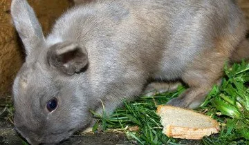 Miért nyulak kasztráció kell történnie felügyelete alatt a szakember