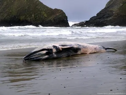De ce balene sunt scoaterea pe plajă