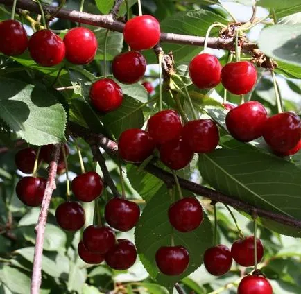 Miért száraz cherry cherry, hogyan lehet megelőzni a szárítás