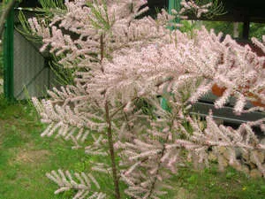 tamariscul de plantare și îngrijire copac grațios (materiale foto și video)