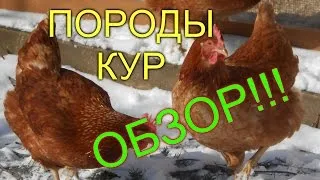 Порода кафяви носачки описание, характеристики, видове