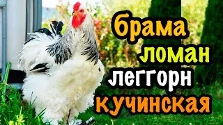 Порода кафяви носачки описание, характеристики, видове