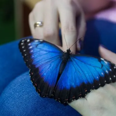 Развяващи красота изложба на живи пеперуди продължава в Хабаровск