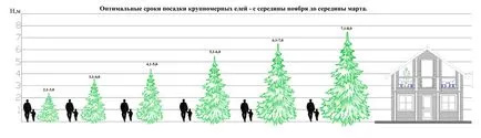 ültetés nagy fák