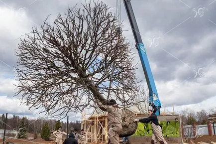 Plantarea de copaci mari, prețurile de transplant de servicii de copaci mari din Moscova