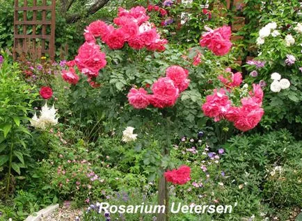 Ültetés szabvány rózsa