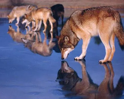 Истината за вълци
