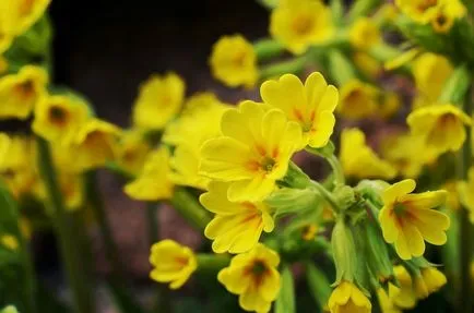 Primula многогодишно градина, особено засаждане и отглеждане