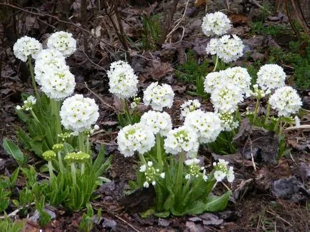 Primula évelő kerti, különösen ültetés és művelés