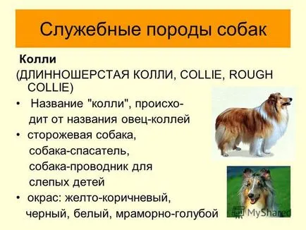 Представяне на породи кучета