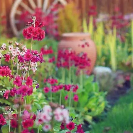 Primula évelő kerti, különösen ültetés és művelés