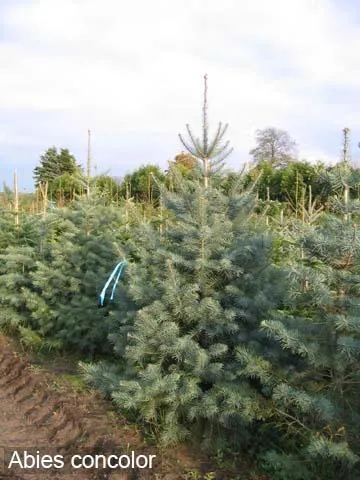 Vânzare de plante ornamentale în Crimeea - pepinieră de plante ornamentale Simferopol, ts comori