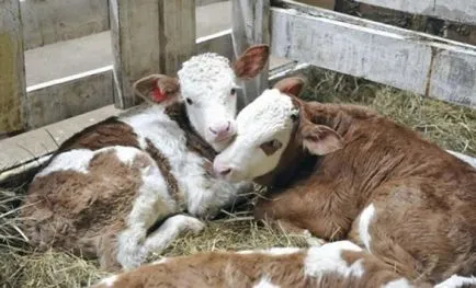 Ez történik, mivel a tömörítés a köldökzsinór az anya szülőcsatorna, ami gyakran előfordul, ha