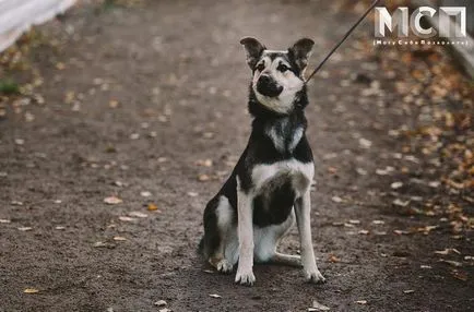 Shelter kutyáknak és macskáknak - a hajléktalan állatok