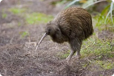 Kiwi madár -, akkor élni és szárnyak nélkül!