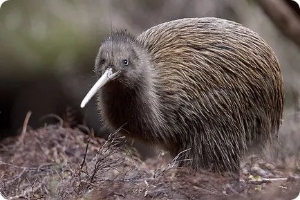 Kiwi madár -, akkor élni és szárnyak nélkül!