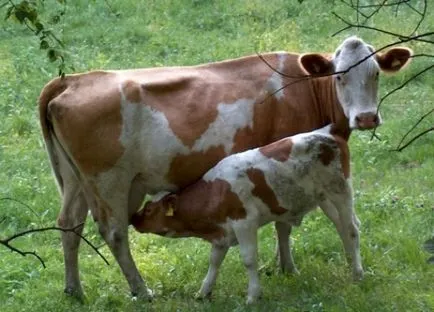 Ez történik, mivel a tömörítés a köldökzsinór az anya szülőcsatorna, ami gyakran előfordul, ha