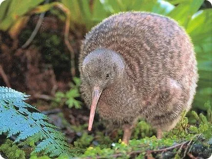 Kiwi madár -, akkor élni és szárnyak nélkül!