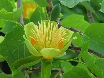 Vânzare de plante ornamentale în Crimeea - pepinieră de plante ornamentale Simferopol, ts comori