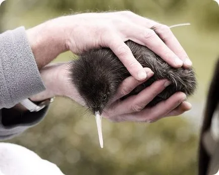 Kiwi madár -, akkor élni és szárnyak nélkül!