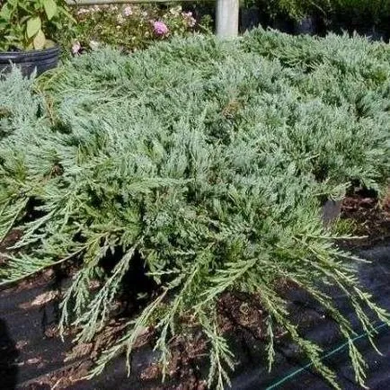 Vânzare de plante ornamentale în Crimeea - pepinieră de plante ornamentale Simferopol, ts comori