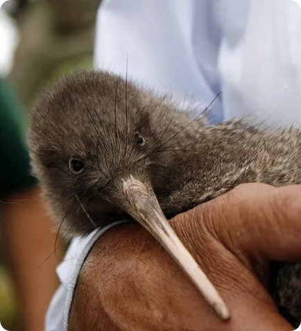 Kiwi madár -, akkor élni és szárnyak nélkül!