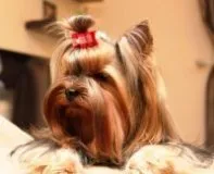 Yorkies de reproducție