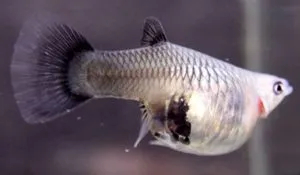 Reproducție guppy in acvariu la domiciliu