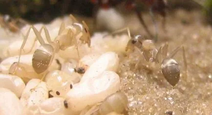 Dezvoltarea unui club iubitorii de furnici furnică