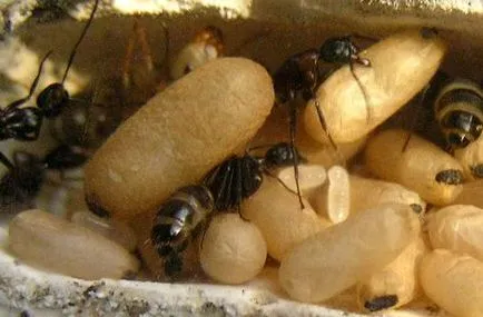Dezvoltarea unui club iubitorii de furnici furnică
