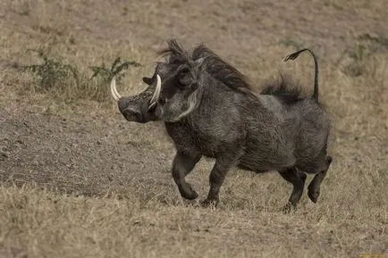 Pumbaa de la Disney „Regele leu“