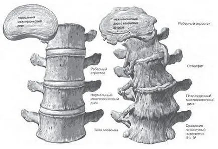 Regenerarea (regenerare, reînnoire)