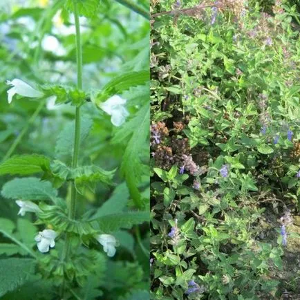 Plante Catnip (catmint) lămâie și Fassa în fotografie, plantarea și îngrijirea