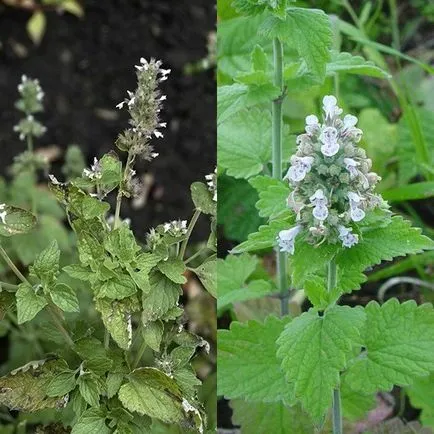 Plante Catnip (catmint) lămâie și Fassa în fotografie, plantarea și îngrijirea