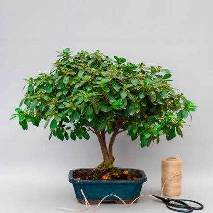 Ajánlások a beltéri bonsai gondozás