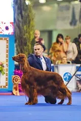 RKF - Federația Română canina, expoziții și concursuri, România, 2015 International