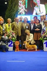 RKF - Federația Română canina, expoziții și concursuri, România, 2015 International