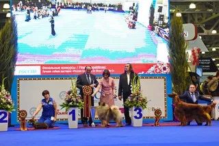 RKF - Federația Română canina, expoziții și concursuri, România, 2015 International