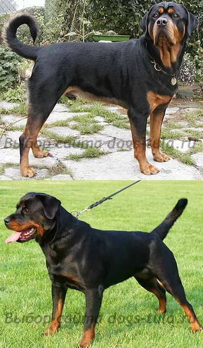 Rottweiler kvadratish, praktish kutyák gud Tula