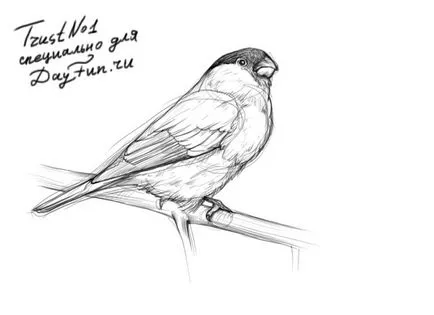 Figura păsări în etape - cum să atragă păsări pas cu pas desene in creion de păsări
