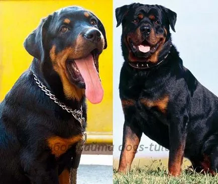 Rottweiler kvadratish, praktish kutyák gud Tula