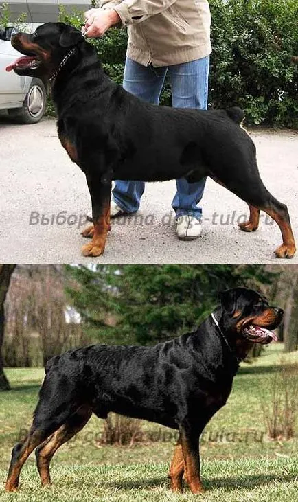 Rottweiler kvadratish, praktish kutyák gud Tula