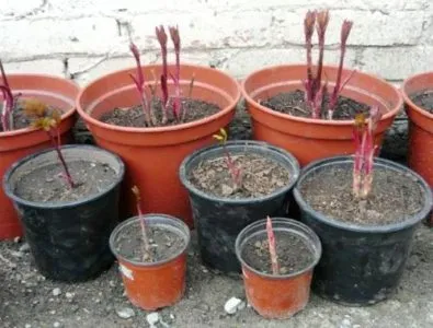 Schiță bujor de plantare și îngrijire în câmp deschis, soiuri, de propagare, fertilizarea