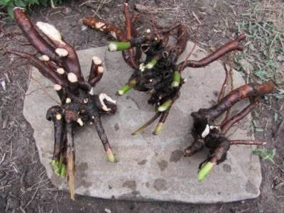 Schiță bujor de plantare și îngrijire în câmp deschis, soiuri, de propagare, fertilizarea