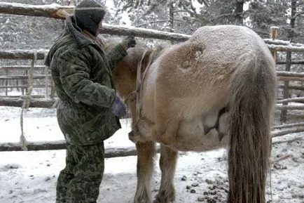 Доене кобили - дневник