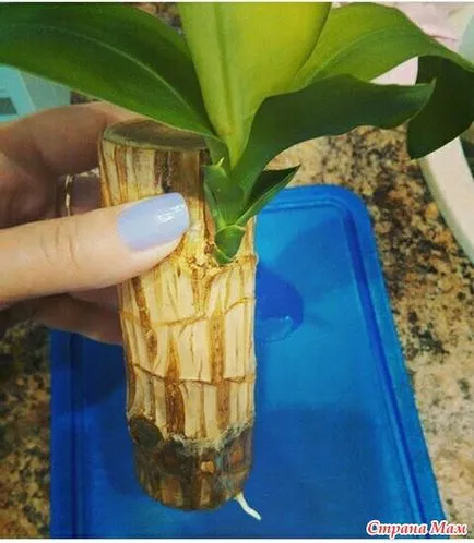 Dracaena din penochka am făcut-o))) - plante de apartament