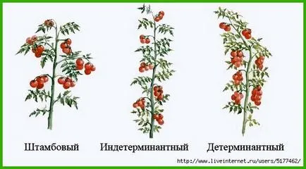 Най-добрите сортове домати за оранжерии - Всичко за оранжерии